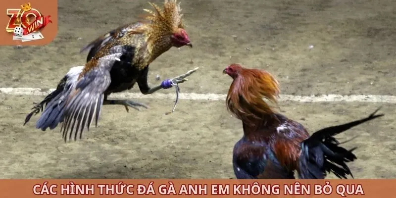 Các hình thức đá gà anh em không nên bỏ qua