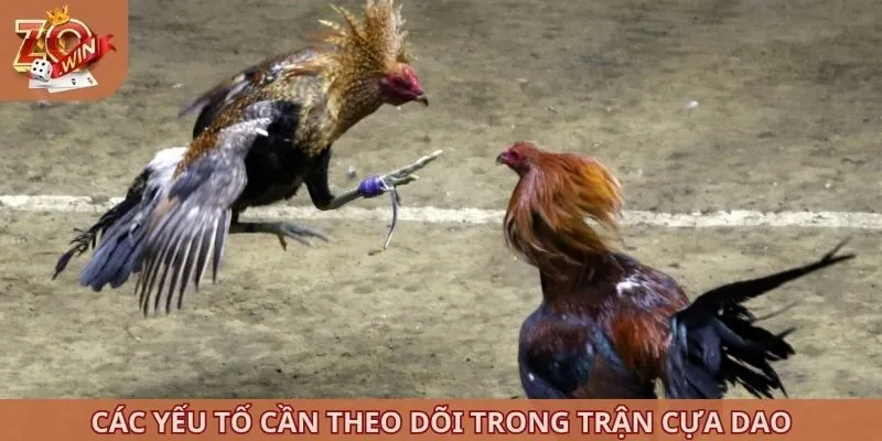 Các yếu tố cần theo dõi trong trận cựa dao