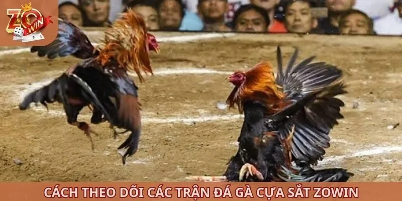 Cách theo dõi các trận đá gà cựa sắt ZOWIN