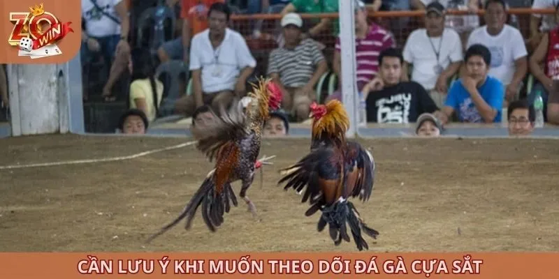 Cần lưu ý khi muốn theo dõi đá gà cựa sắt