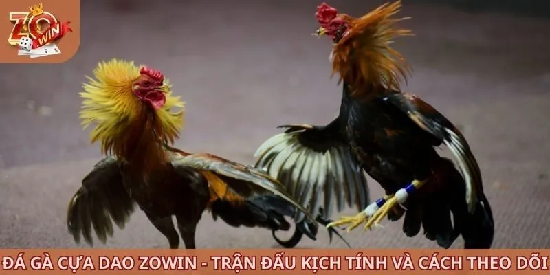 Đá gà cựa dao ZOWIN
