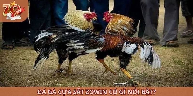 Đá gà cựa sắt ZOWIN có gì nổi bật?