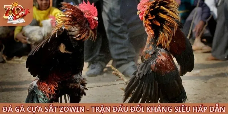 đá gà cựa sắt ZOWIN
