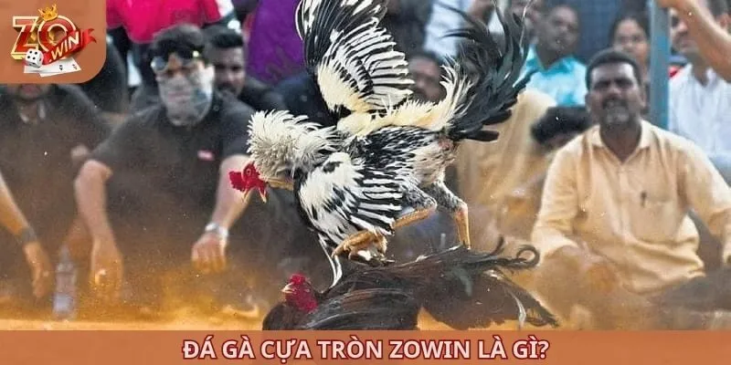 Đá gà cựa tròn ZOWIN là gì?