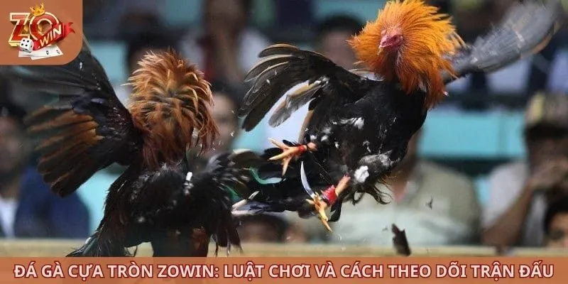 đá gà cựa tròn ZOWIN