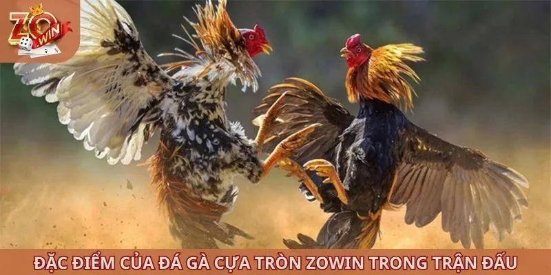 Đặc điểm của đá gà cựa tròn ZOWIN trong trận đấu