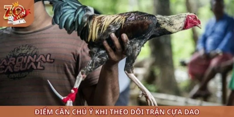 Điểm cần chú ý khi theo dõi trận cựa dao