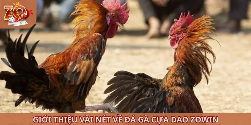 Giới thiệu vài nét về đá gà cựa dao ZOWIN