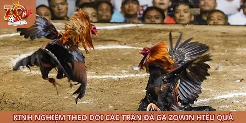 Kinh nghiệm theo dõi các trận đá gà ZOWIN hiệu quả