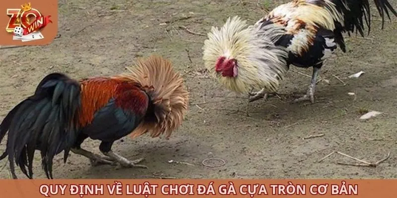 Quy định về luật chơi đá gà cựa tròn cơ bản